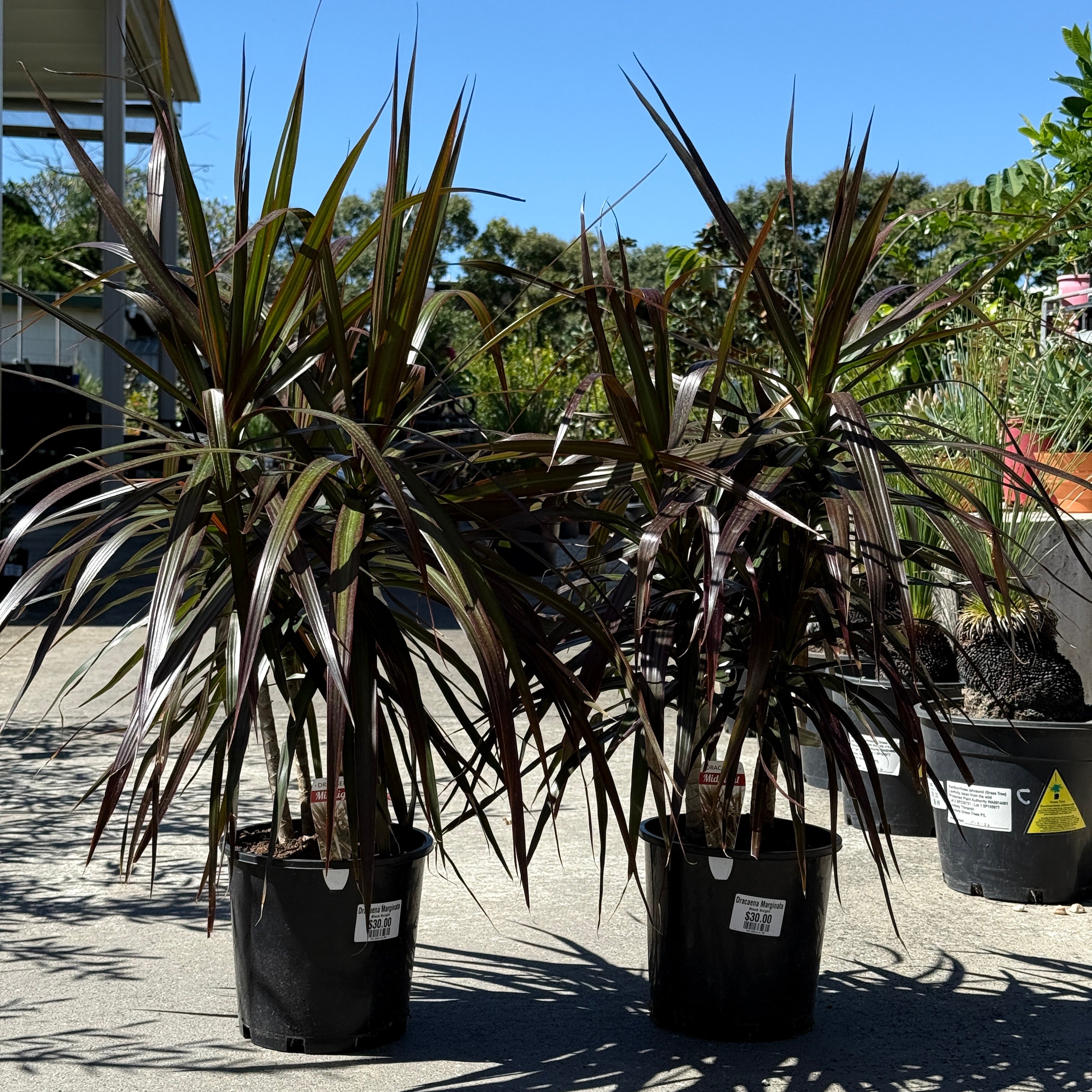 Dracaena Marginata 'Black Knight' Crossacres Garden Centre
